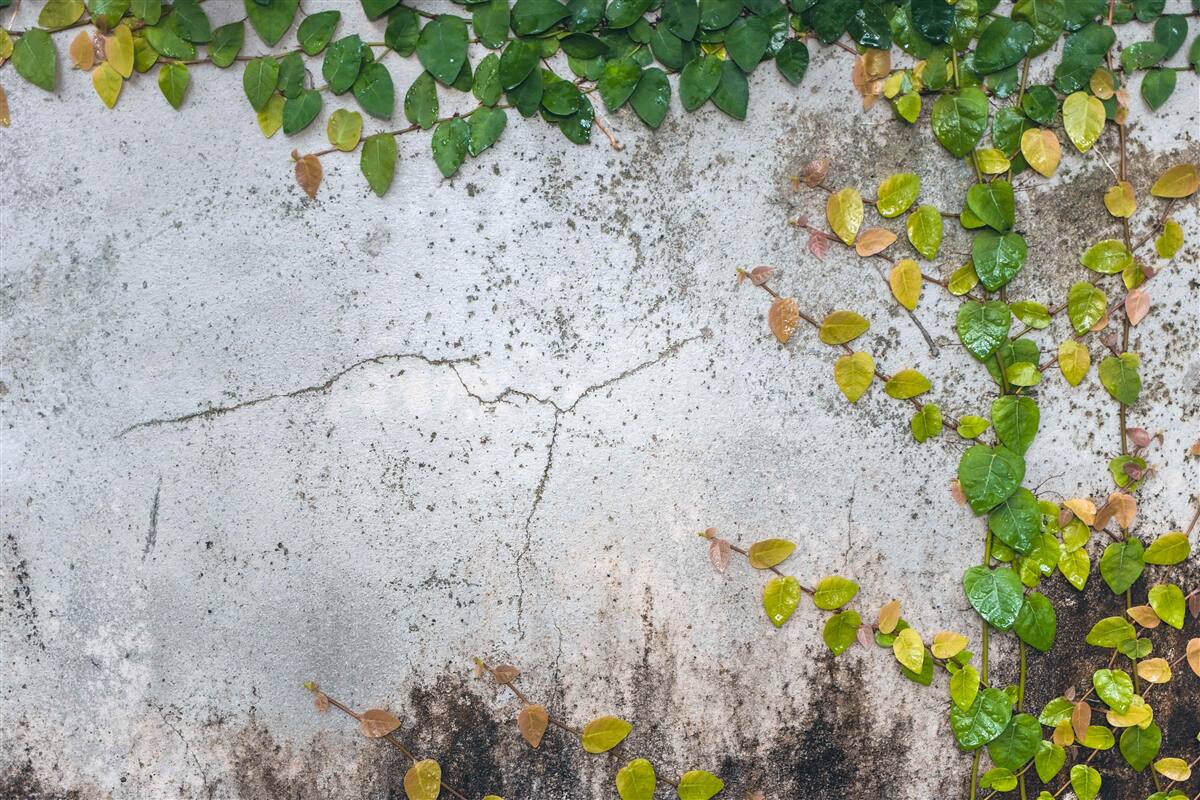 Fototapeten Die Blätter sind grün und gelb auf grauem Hintergrund