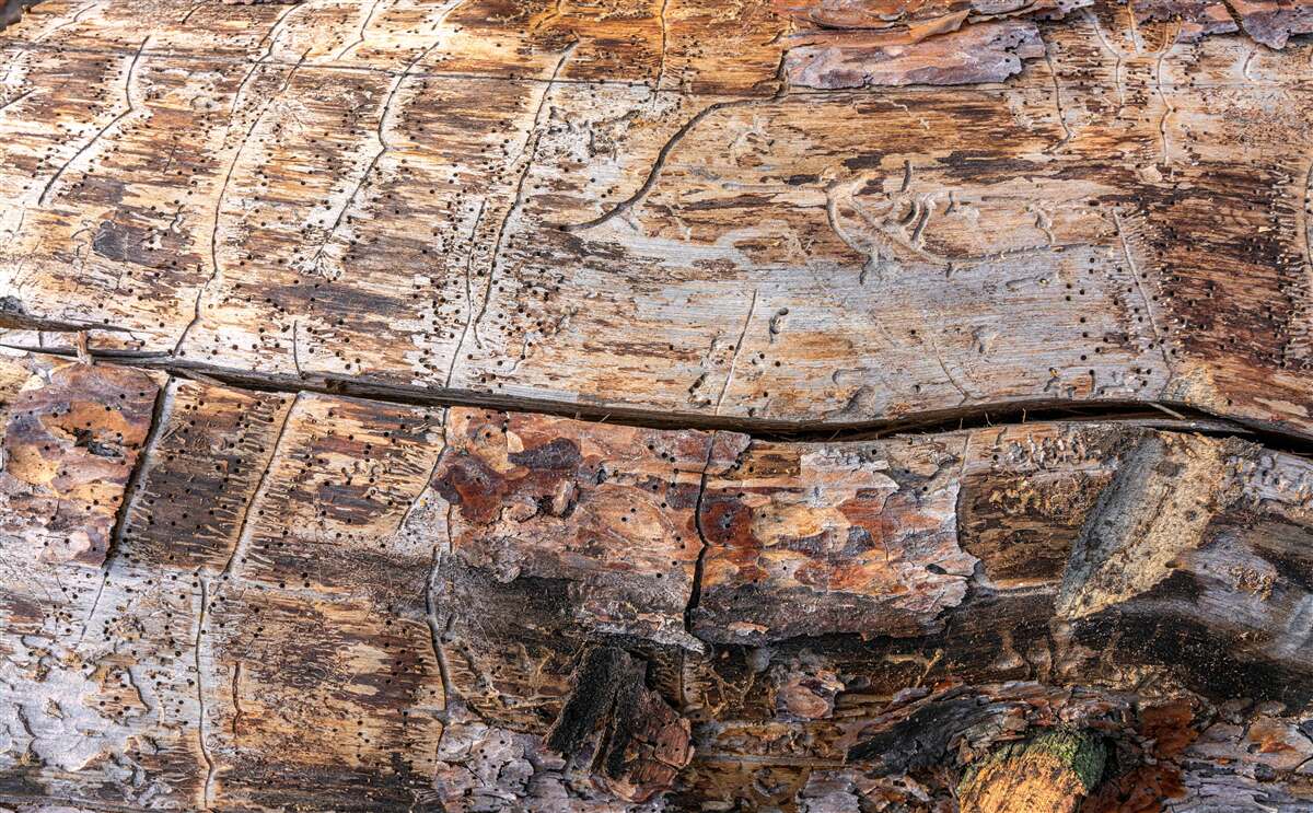 Fototapeten Struktur von verrottetem Holzmaterial