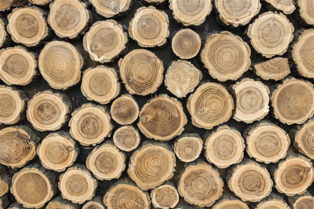 Fototapeten Bäume mit gefallener Kreis verdrängte Bäume