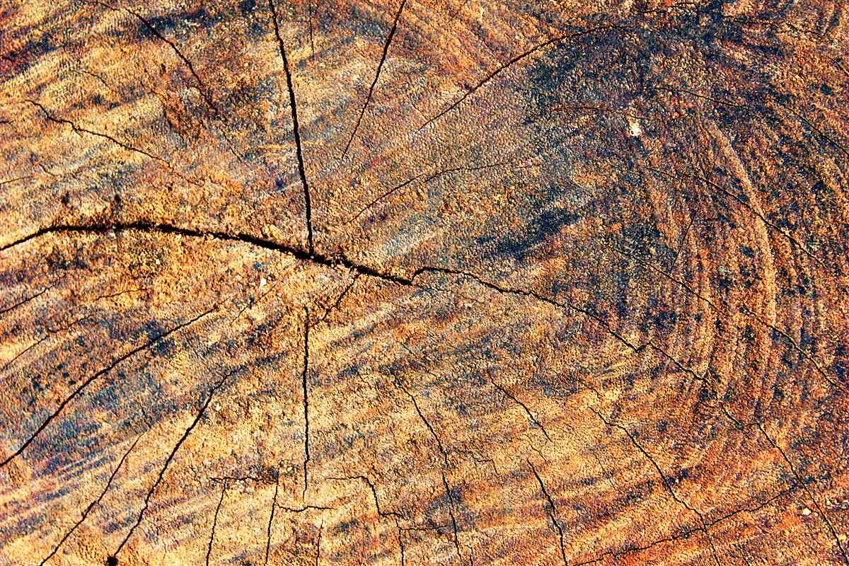 Fototapeten Baumlebenketten auf einem geschnittenen Kofferraum