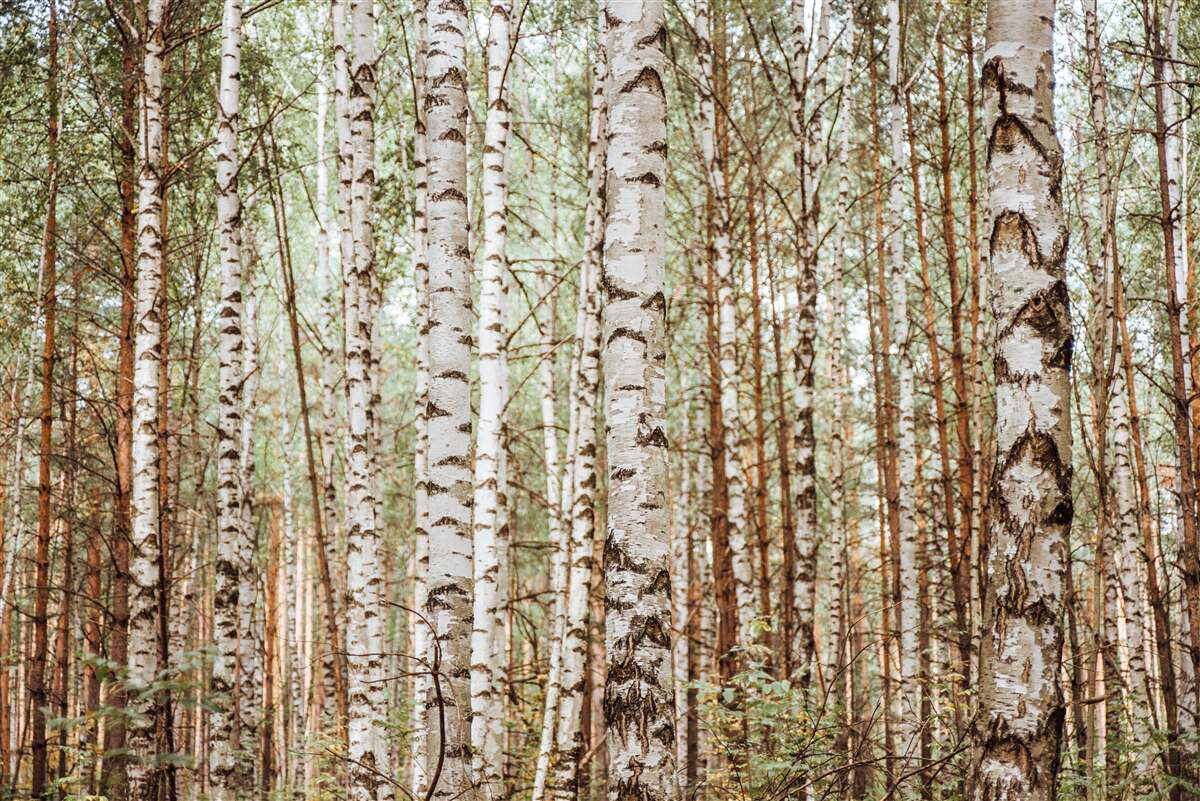 Fototapeten Sedrin Birken befinden sich im grünen Wald