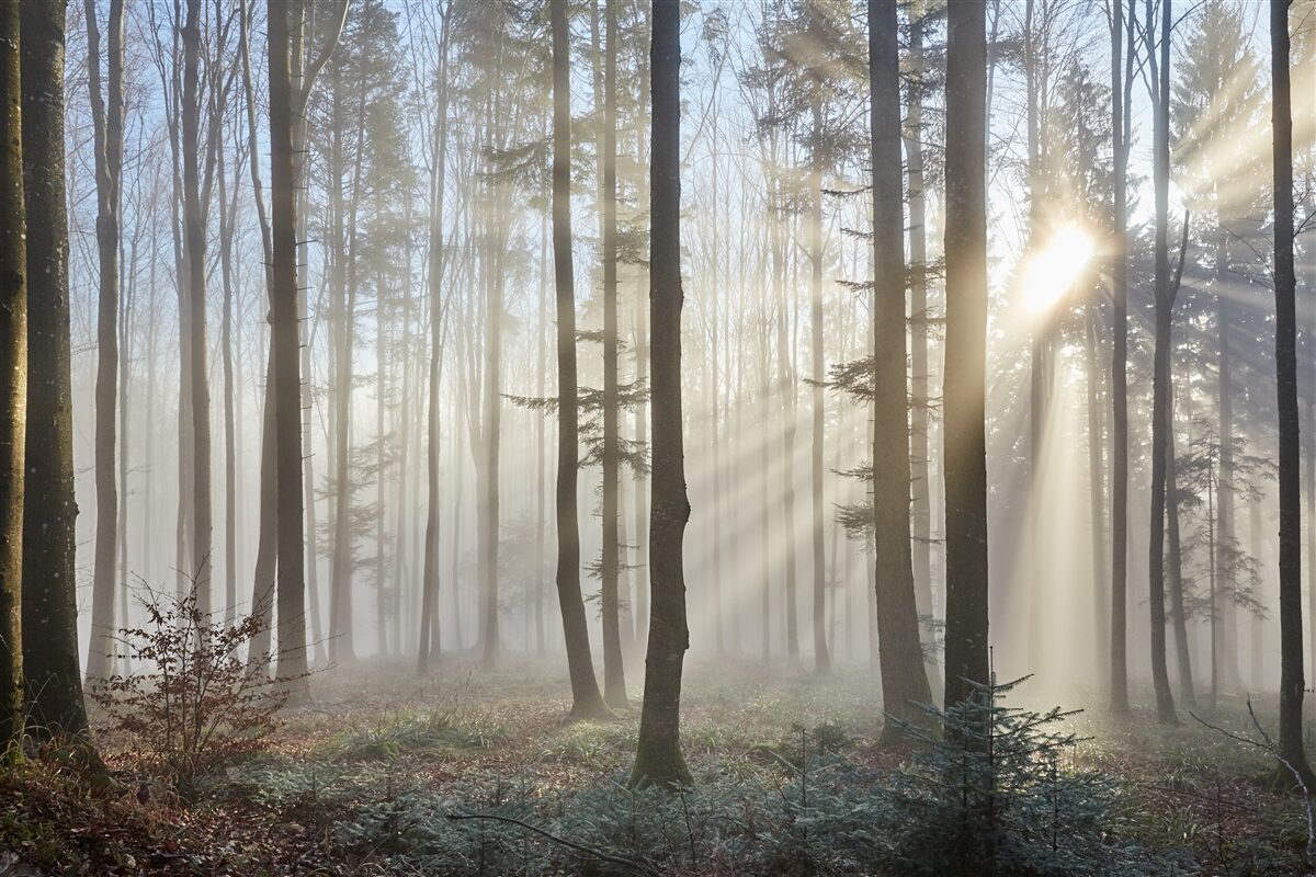 Fototapeten Die Sonnenstrahlen stechen den Nebel im Dickicht von Bäumen durch