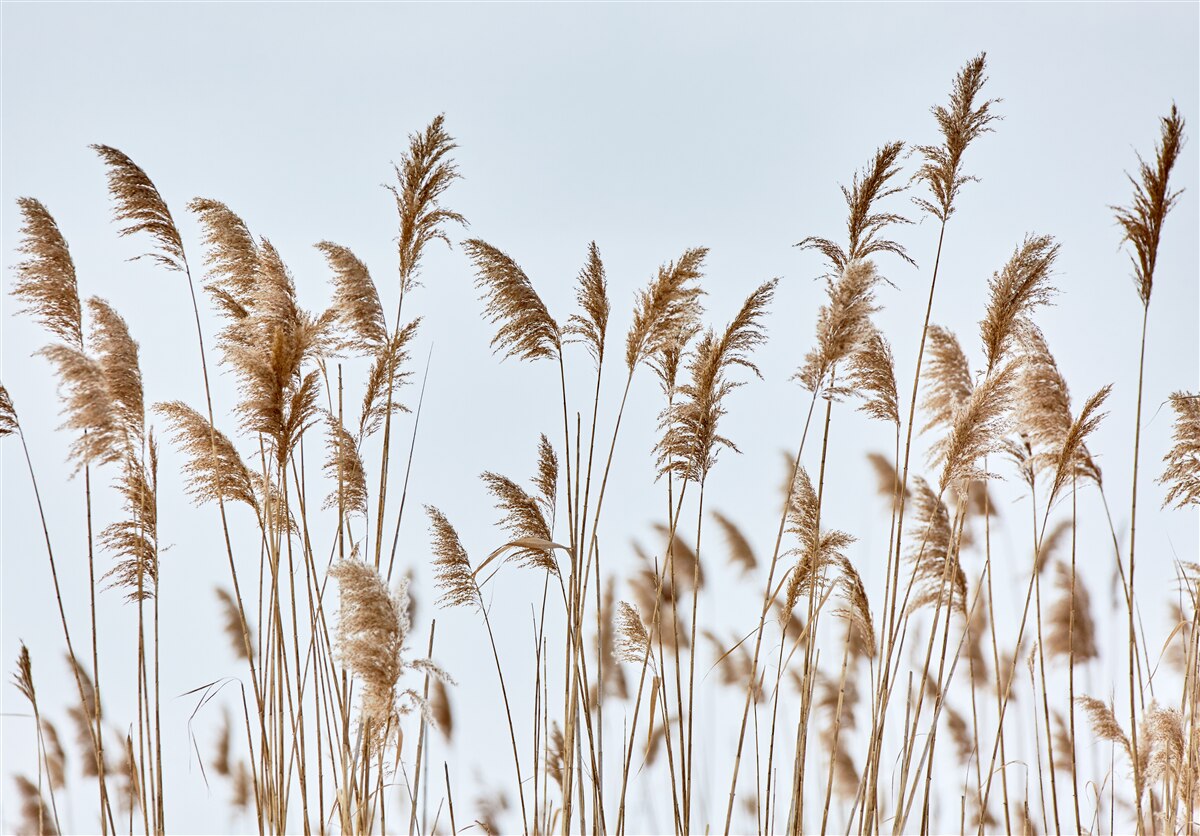Fototapeten Weizenohren, die zum Himmel greifen
