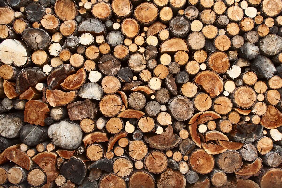 Fototapeten Baumscheiben in verschiedenen Farben