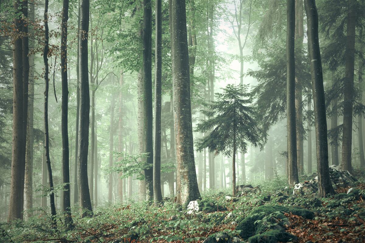 Fototapeten Licht durch den Nebel im Wald von Laubbäumen
