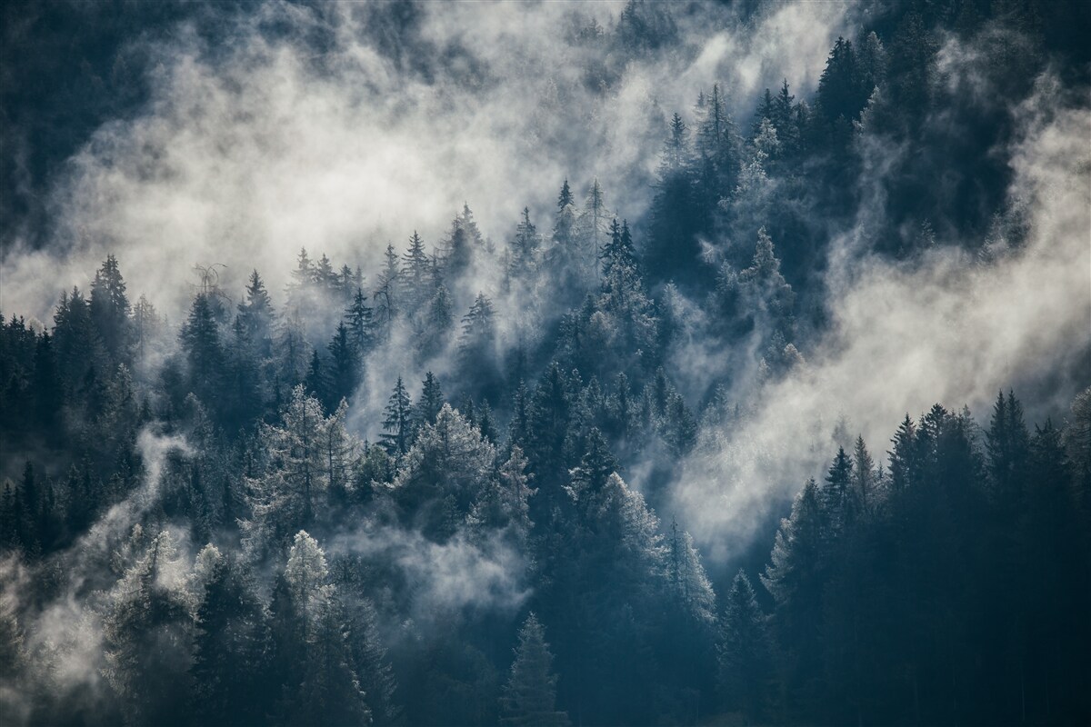 Fototapeten Dicker Nebel umhüllt den Wald nachts um