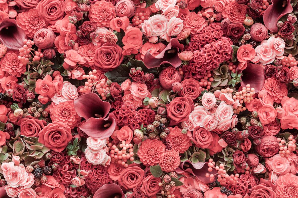Fototapeten Ein Set von Sommer roten Blumen