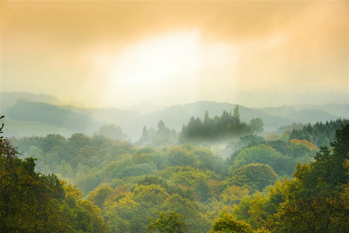 Fototapeten Dawn erhebt sich über einen rauchigen Wald