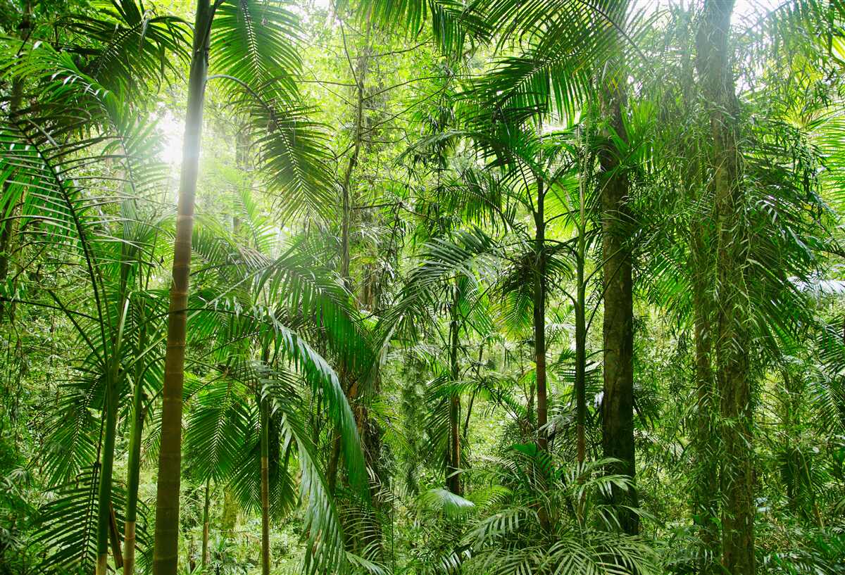 Fototapeten Üppige Vegetation in einem Waldgebiet