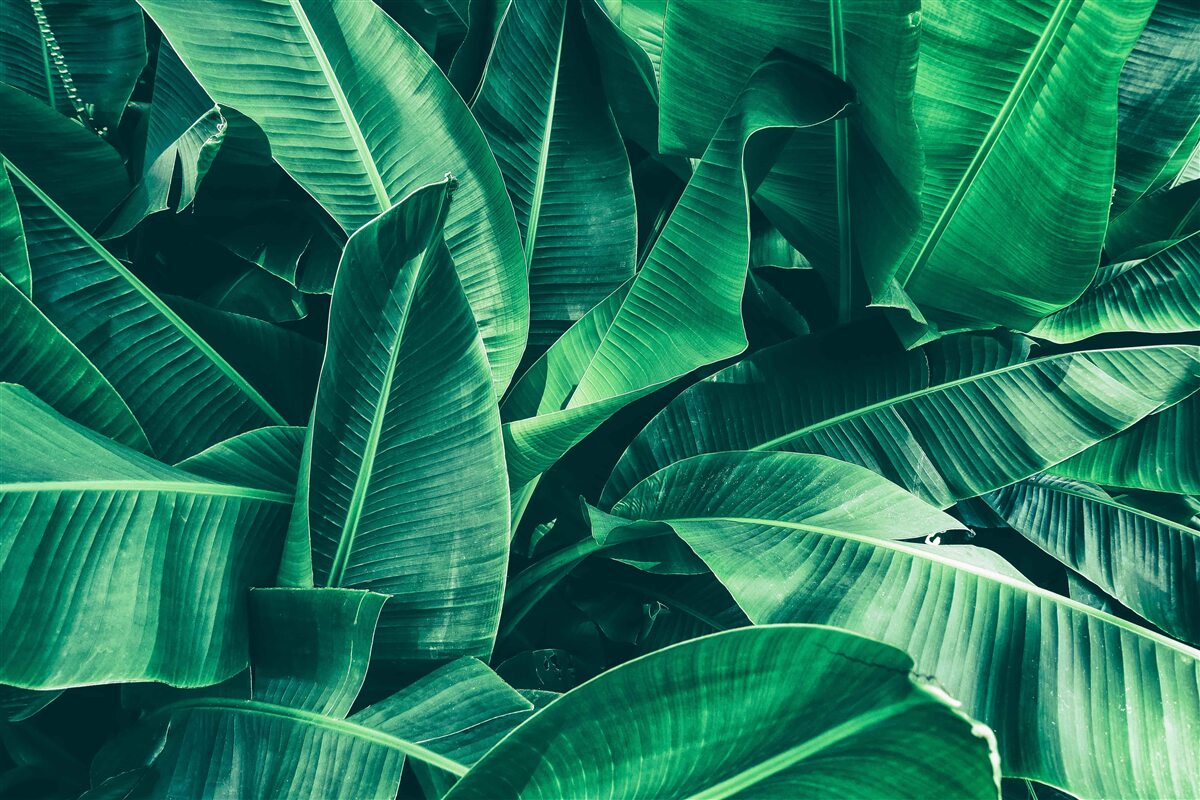Fototapeten Tropische Vegetation mit einem Smaragdschatten