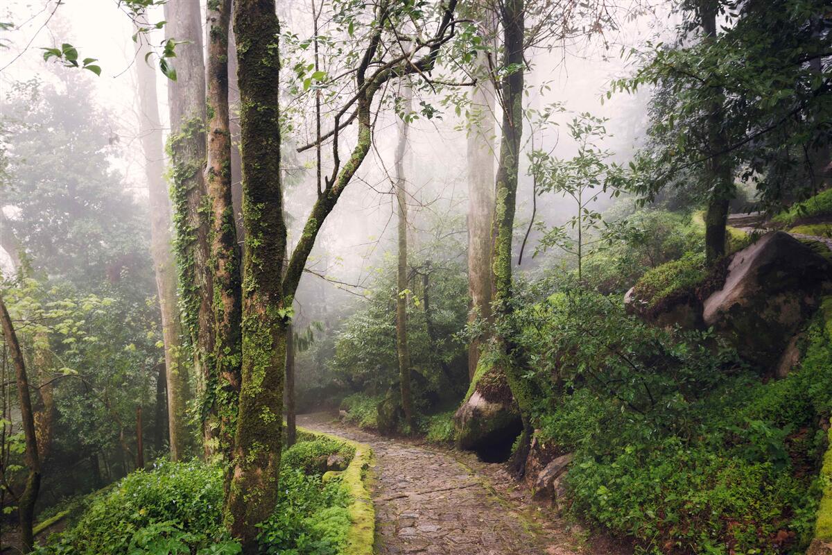 Fototapeten Weg durch einen grün liegenden Wald