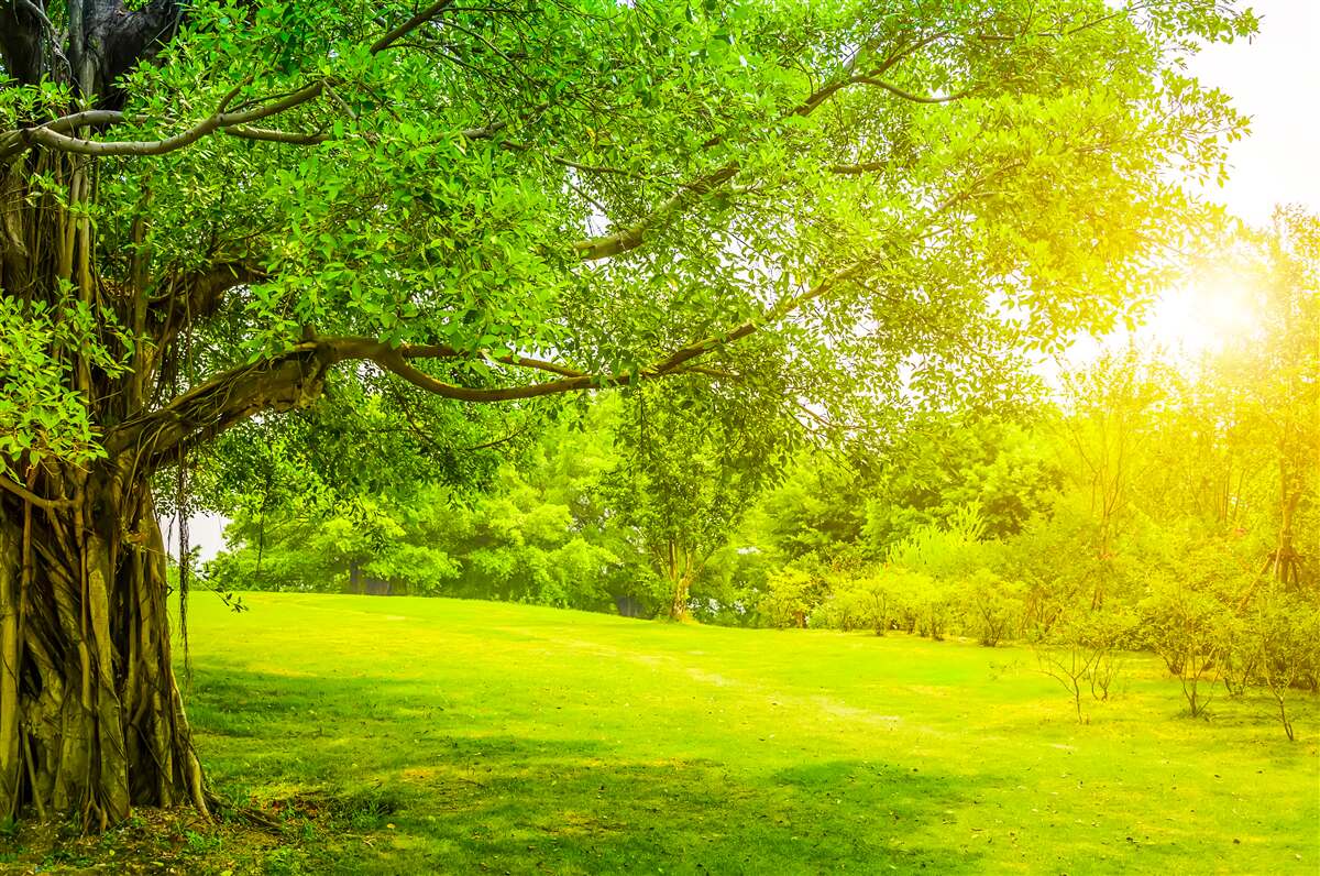 Fototapeten Leichtes Löschen, von der Sonne beleuchtet und dank der grünen Farbe auffällig
