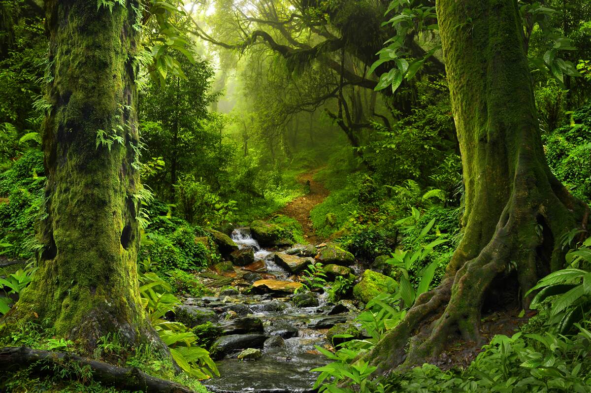 Fototapeten Morgendämmerung auf dem Wasserfall mitten im Wald