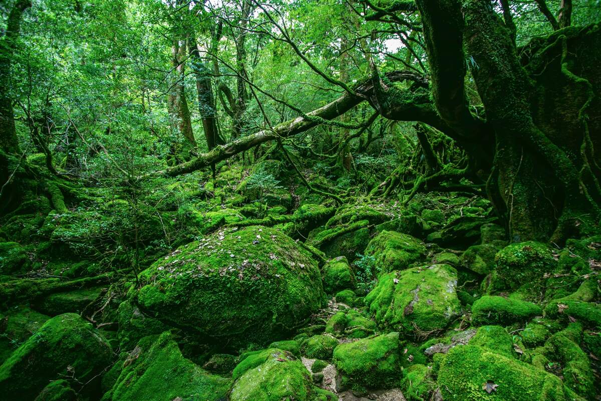 Fototapeten Wald, reichlich grün, ohne das Licht der Sonne