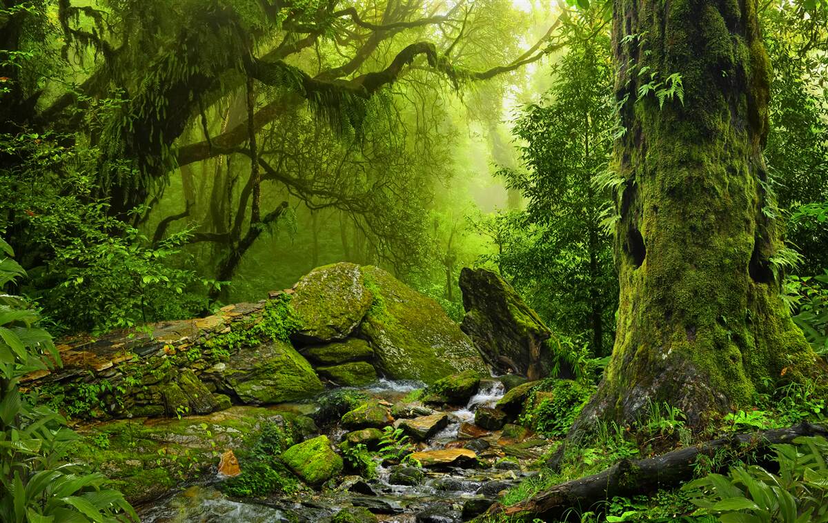 Fototapeten Grüner Wald mit Wasserfall