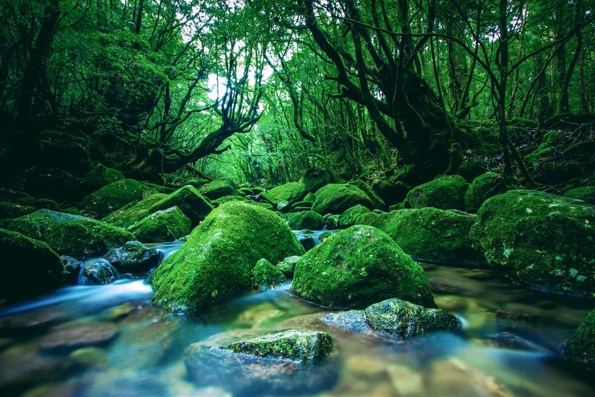 Fototapeten Ein Wald in einem Traum am Fuß des Wasserfalls