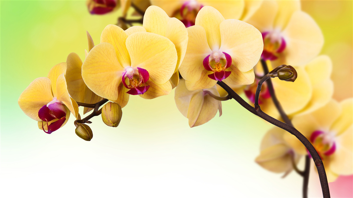 Fototapeten Ein Zweig der gelben Orchideenblüte in Farbe