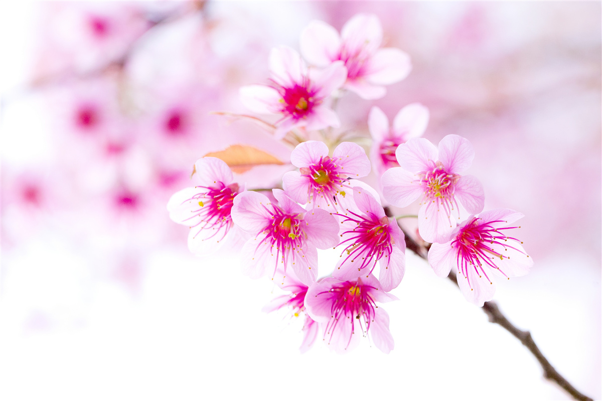 Fototapeten Rosa Blume von Sakura -Zweigen
