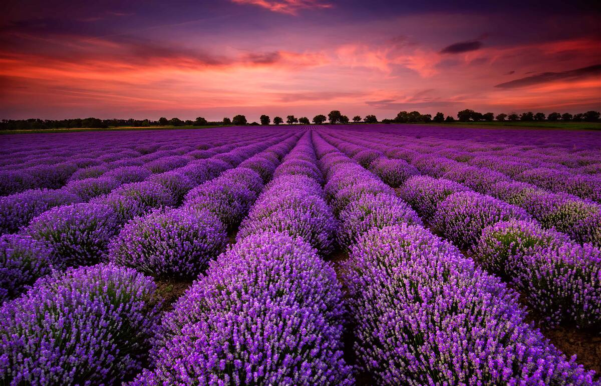 Fototapeten Ein wundervolles Feld Lavendel