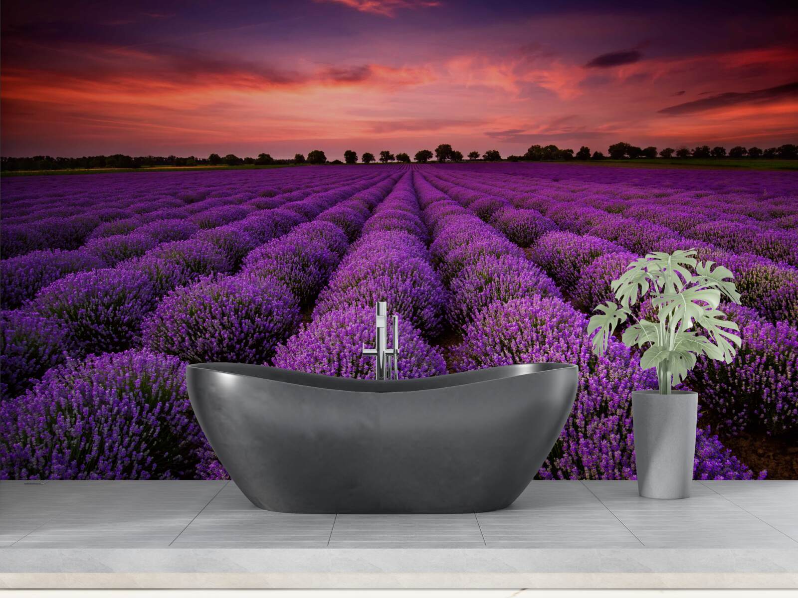 Fototapeten Ein wundervolles Feld Lavendel