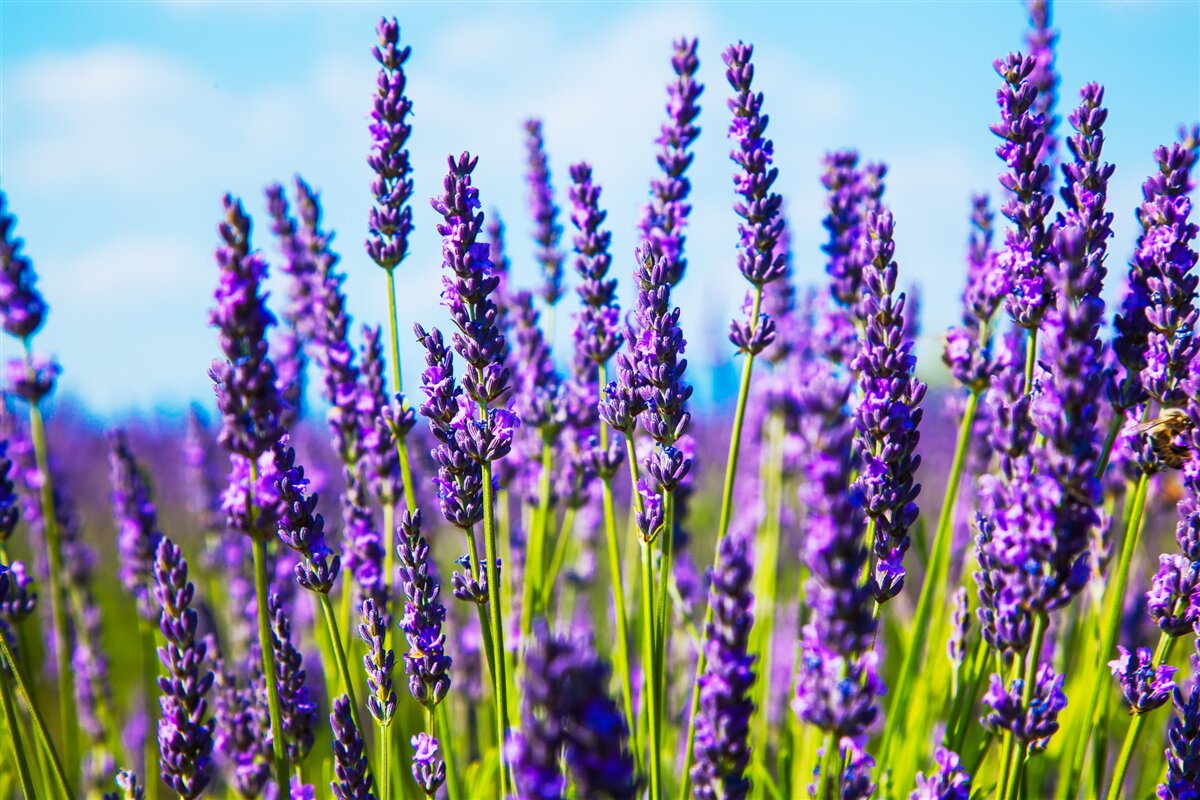 Fototapeten Lila Lavendel vor dem Hintergrund des blauen Himmels