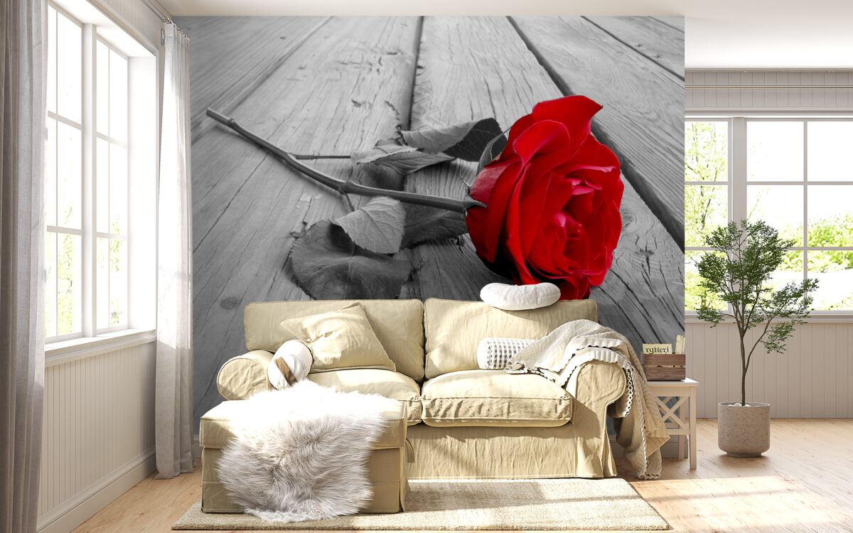 Fototapeten Tief purpurrote Rose