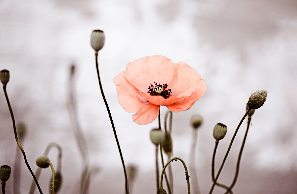 Fototapeten Ein einsamer mohner Mann, der sich in all seiner rosa Pracht öffnet
