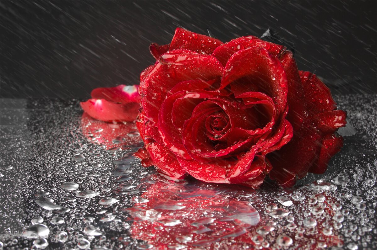 Fototapeten Rose im Regen, rot wie Blut