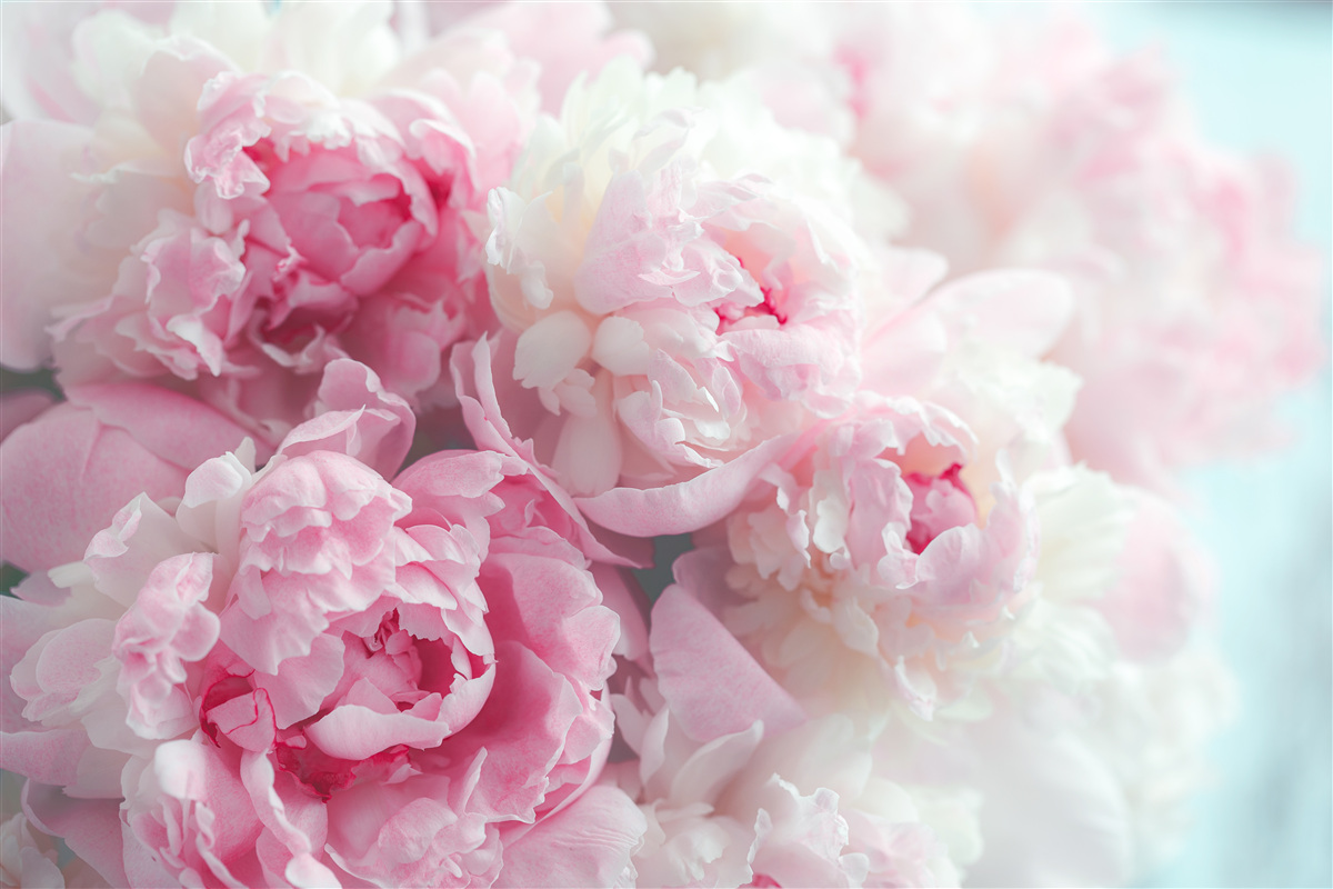 Fototapeten Ein Blumenstrauß mit zarten und anmutigen rosa Pfingstrosen