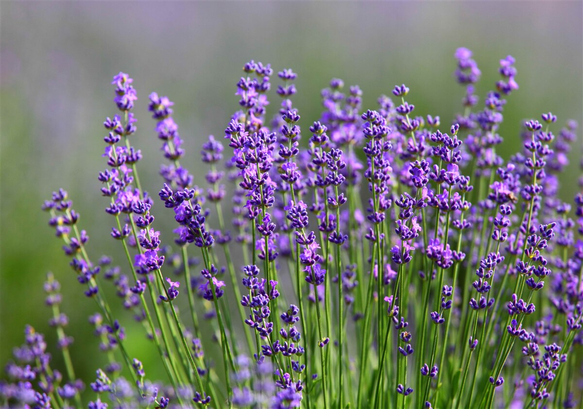 Fototapeten Lavendel-lila Farbe