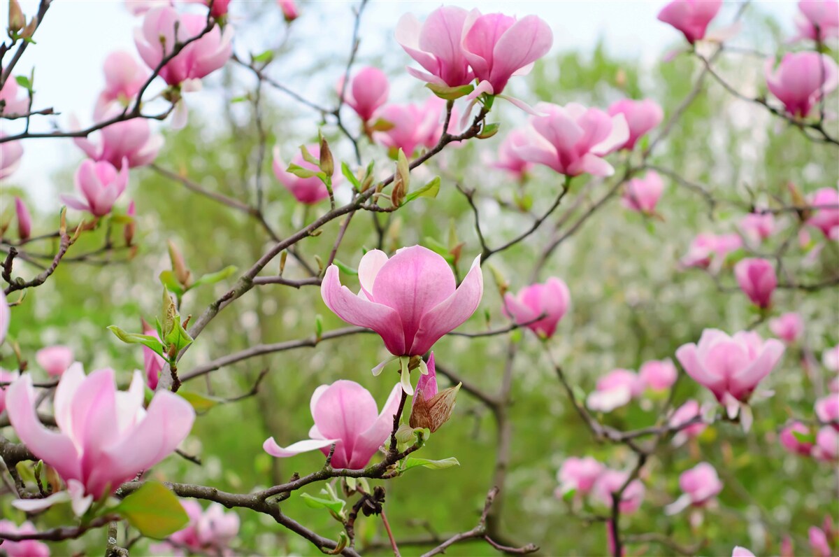 Fototapeten Magnoliengarten mit rosa Blumen im Sommer