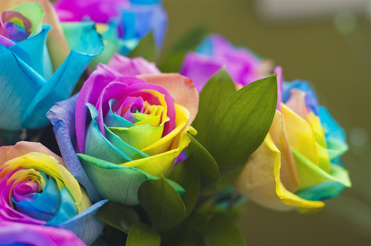 Fototapeten Der Bouquet enthält eine schöne Regenbogenrose