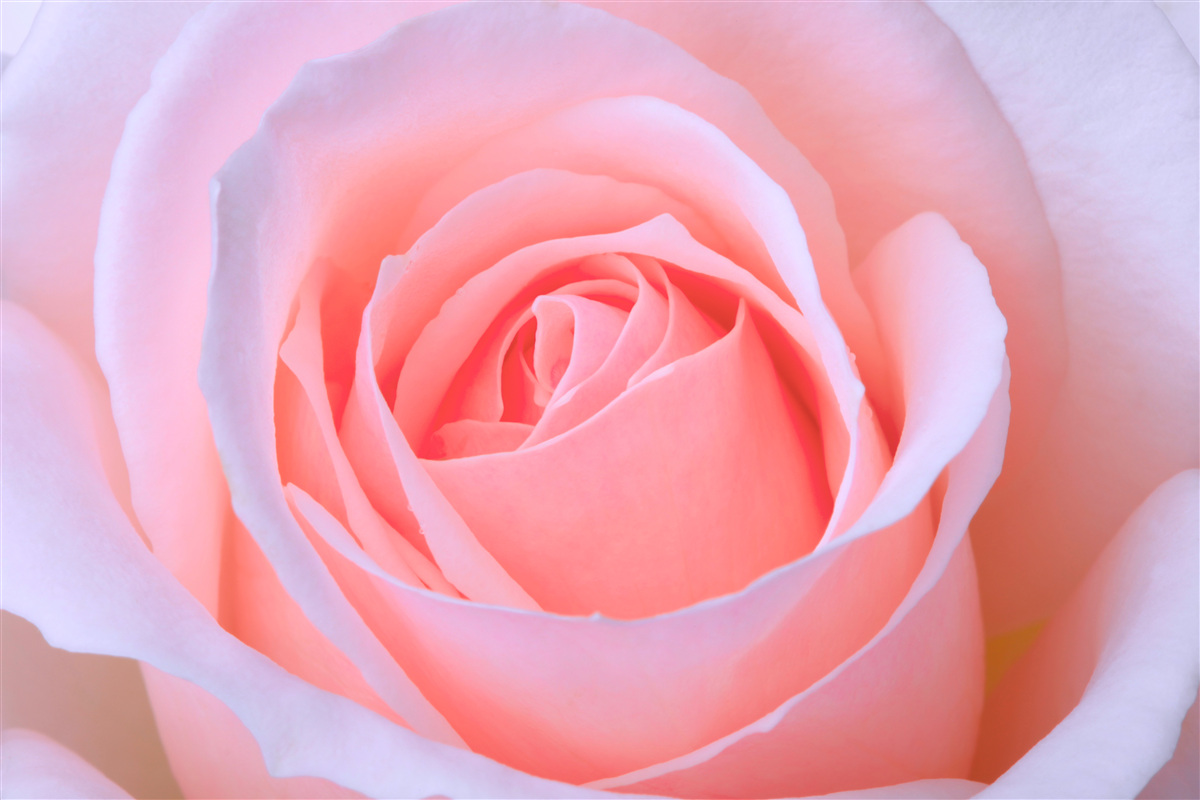 Fototapeten Eine zarte Rose mit schönen rosa Blütenblättern
