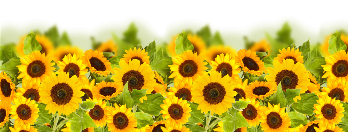 Fototapeten Es gibt eine erstaunliche Anzahl von Sonnenblumen