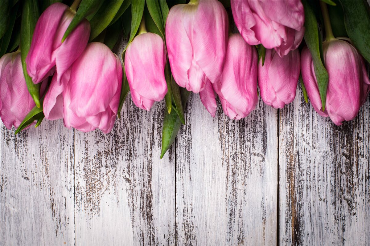 Fototapeten Rosa Tulpen auf einem hölzernen Hintergrund