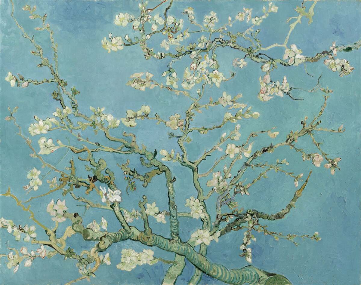 Fototapeten Schnee -White -Magnolien vor dem Hintergrund des Azure -Himmels