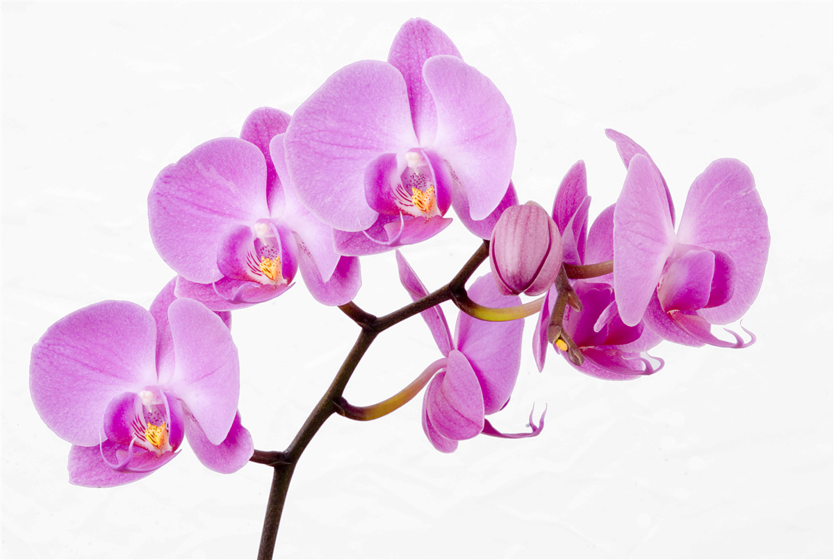 Fototapeten Lila Orchideen Aphrodite