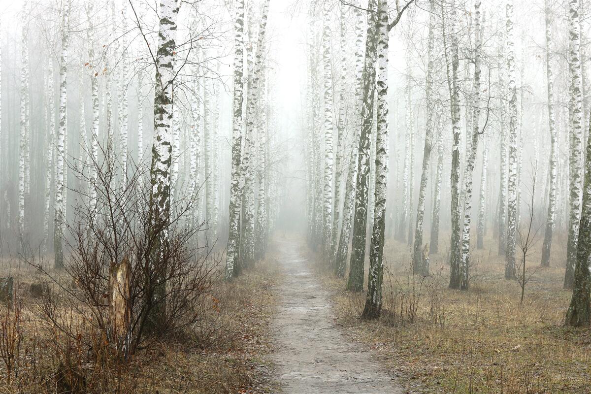 Fototapeten Weg durch einen verschwommenen Wald voller Birken