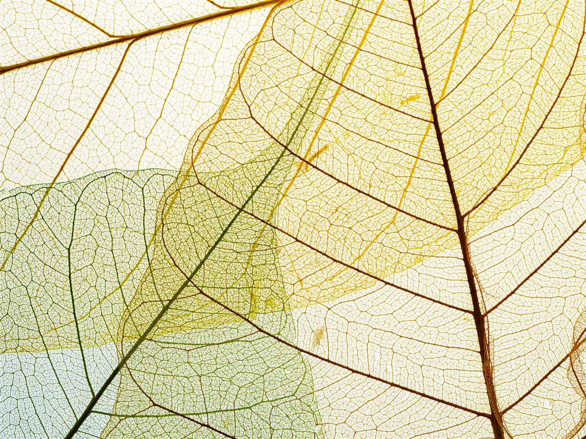 Fototapeten Herbstblätter, transparent und gelb