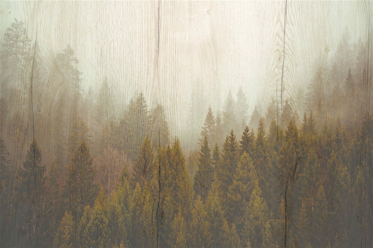 Fototapeten Nebelwald im Herbst