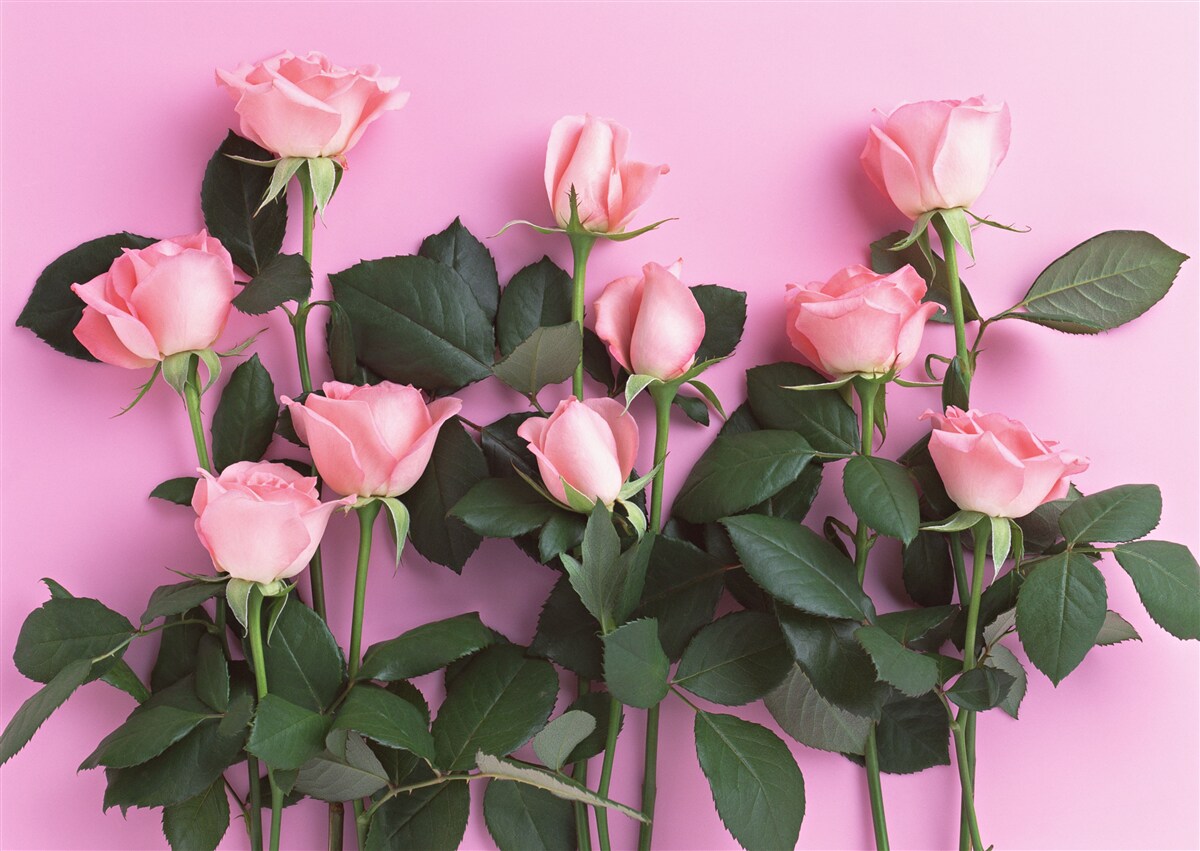 Fototapeten Zarte rosa Rosen auf einem einzelnen verärgerten rosa Hintergrund