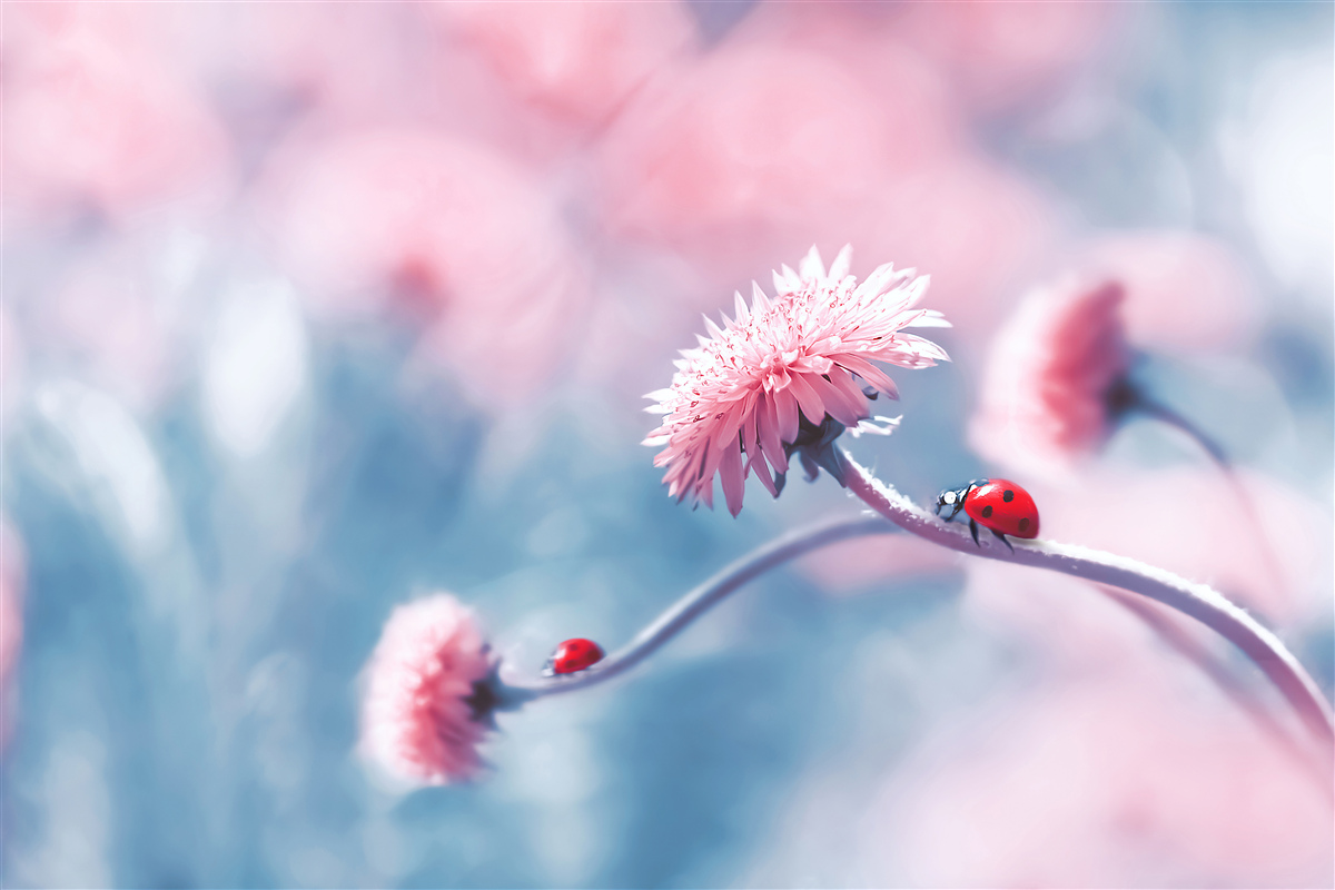 Fototapeten Kühe, die Gott angehören, sind auf rosa Blumen