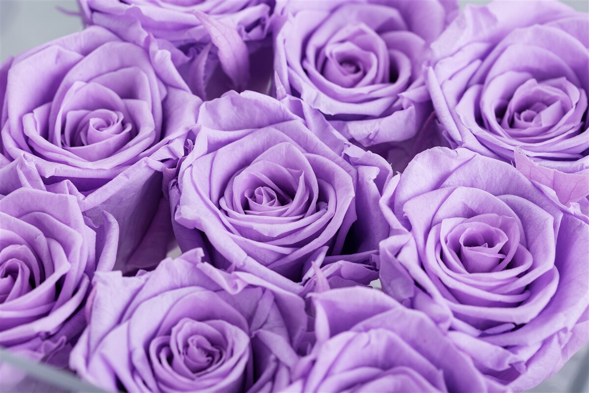 Fototapeten Zusammensetzung von Amethystrosen
