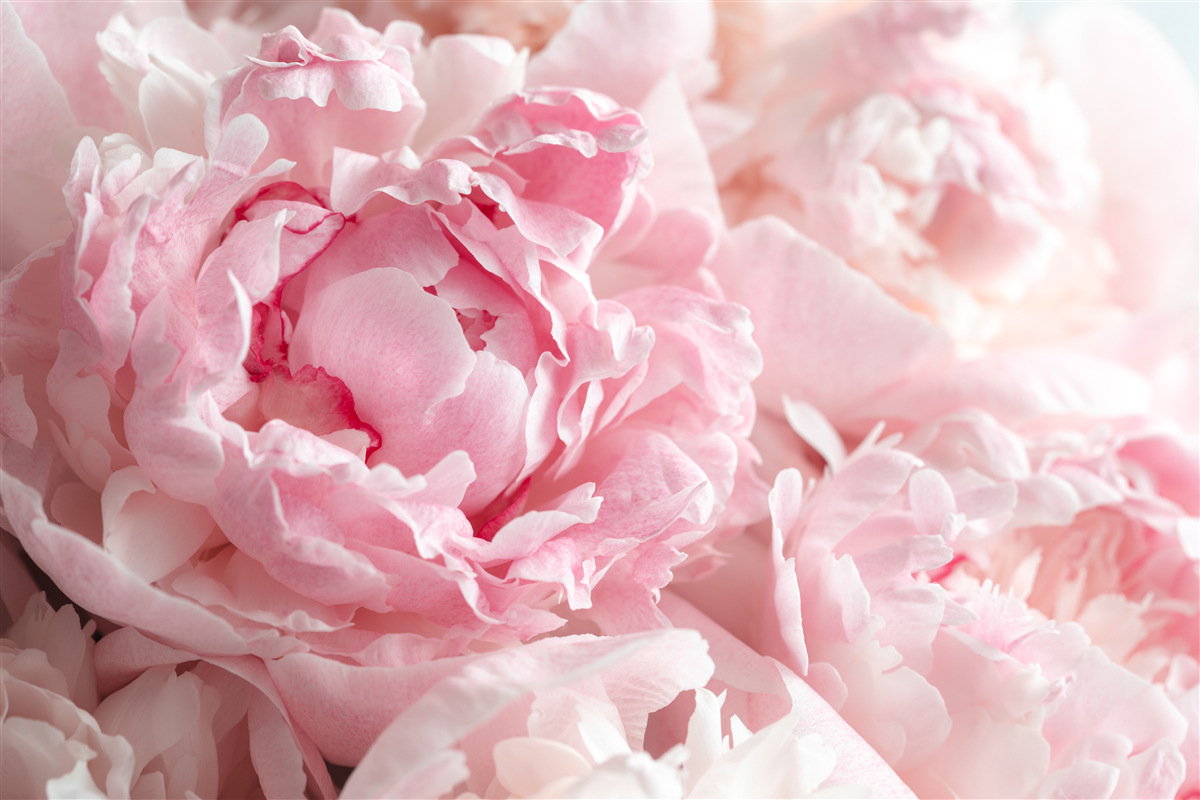 Fototapeten Ein Bouquet von Pfingstrosen in einem zarten rosa Farbton