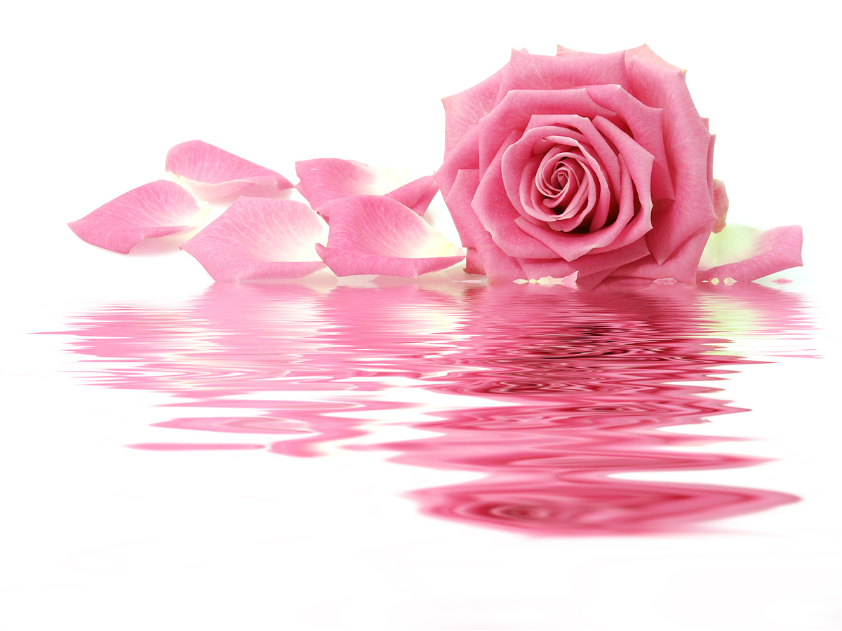 Fototapeten Reflexion von rosa Rosen in Wasser