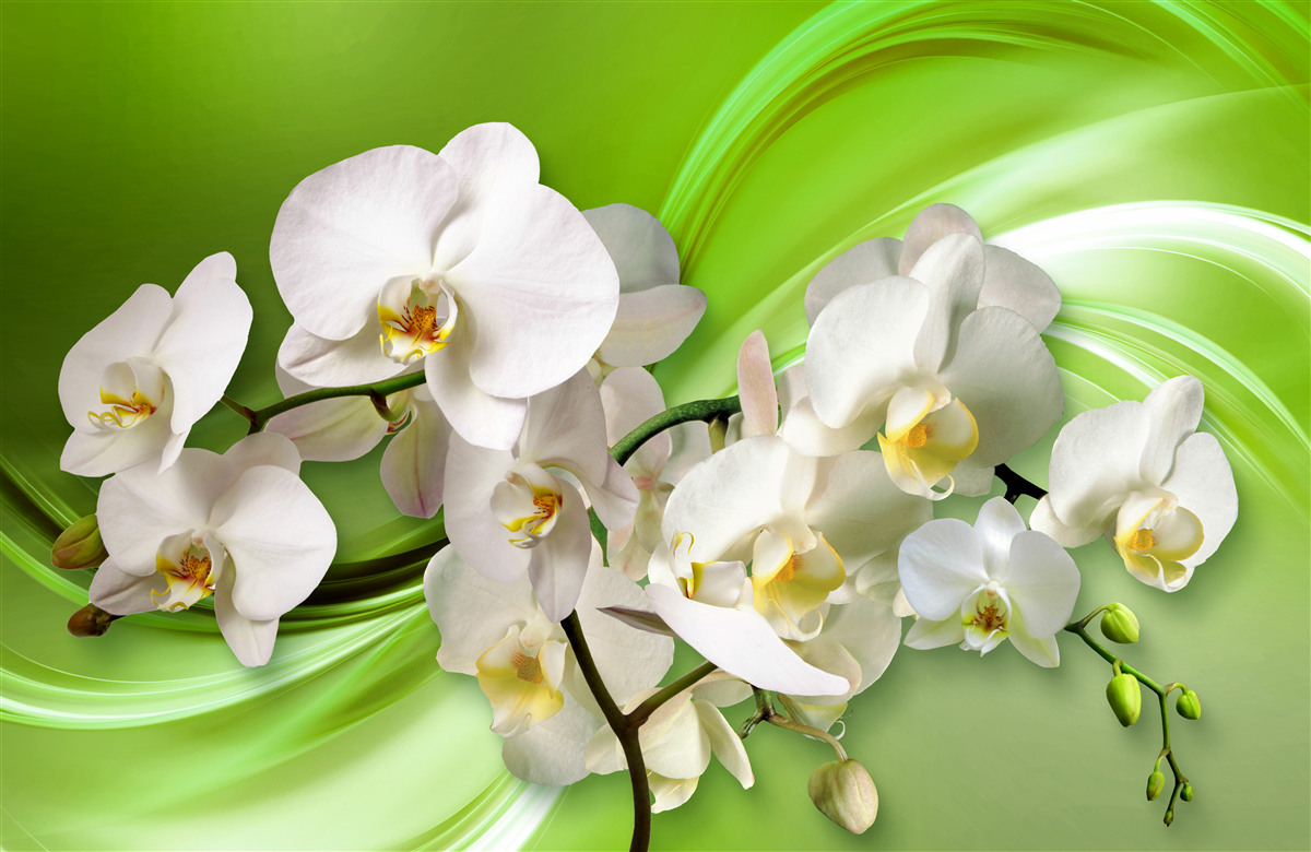 Fototapeten Weiße Orchideen, die sich auf einem Ast auf einem grünen Hintergrund befinden