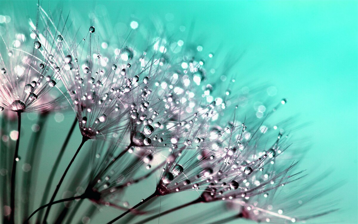 Fototapeten Morning Dew sammeln sich auf Milch an