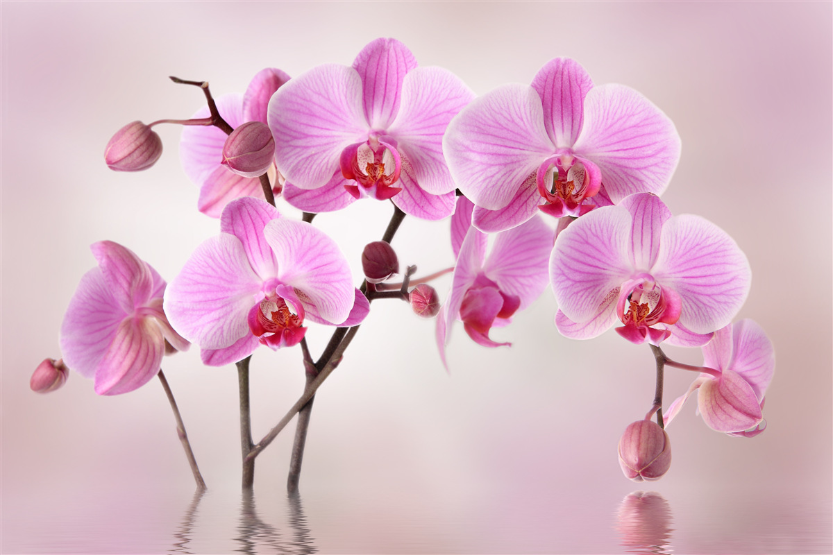 Fototapeten Zweige von lila Orchideen hängen über dem Wasser