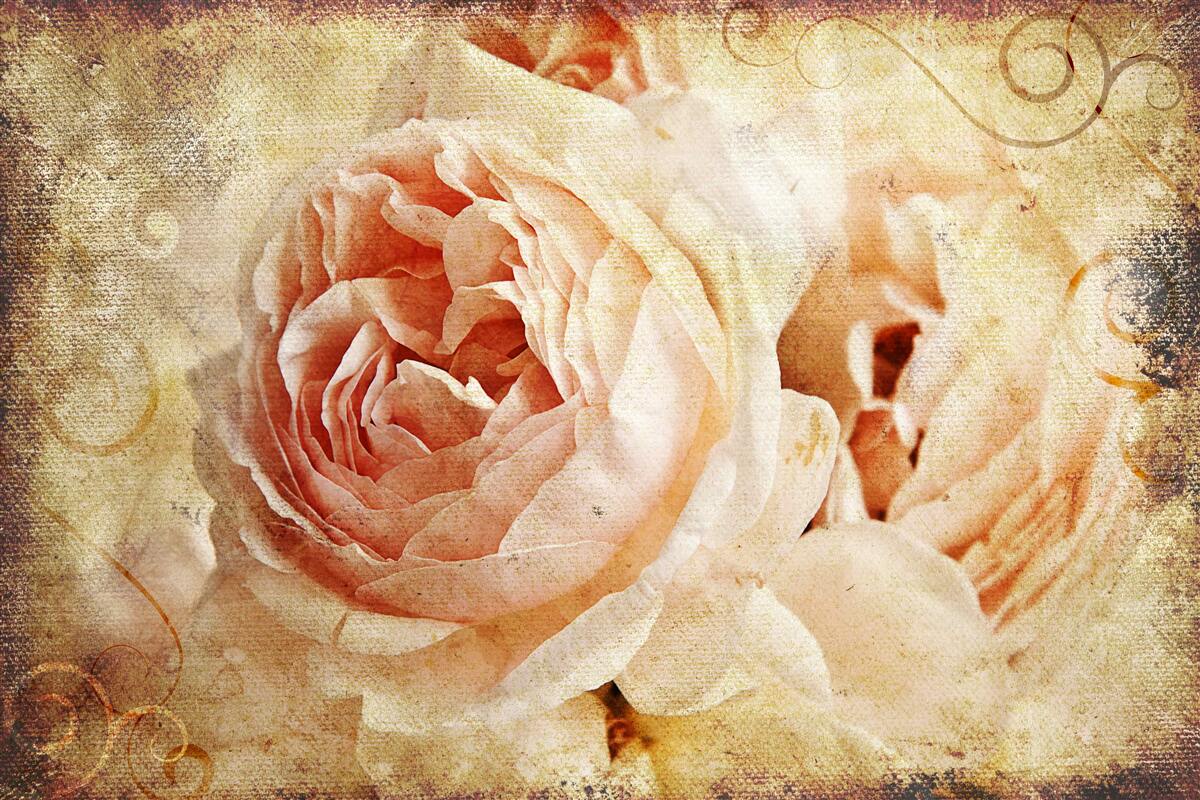 Fototapeten Zwei historische rosa Blumen