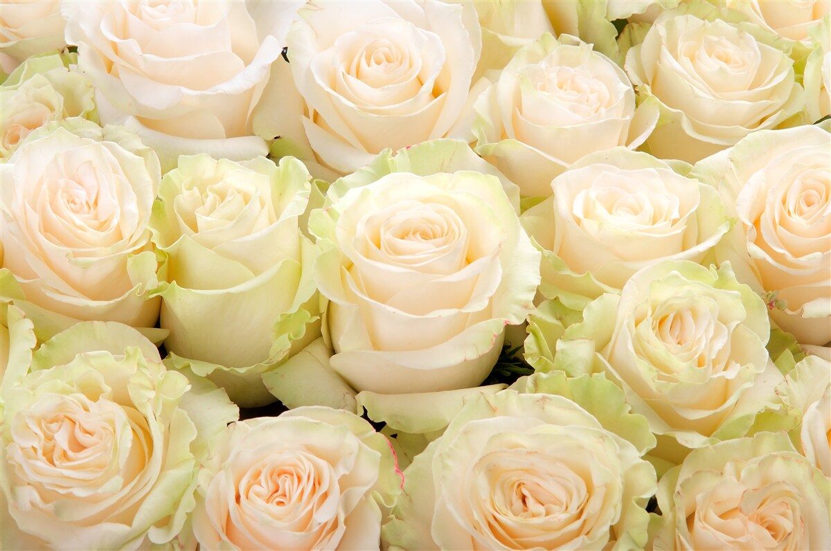 Fototapeten Zusammenfassung zarter beige Blüten